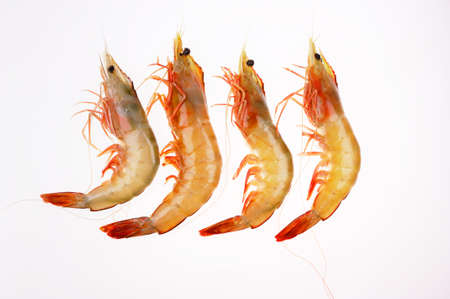 Aquatic product of four shrimps on the white background.の写真素材