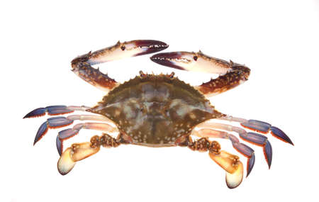 A crab in isolated white background  の写真素材