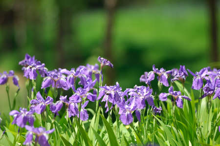 Closeup of many iris in hurst.の写真素材
