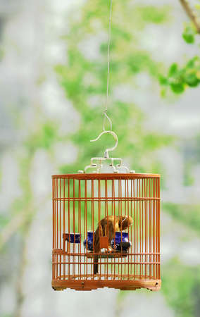 Wood thrush bird in a cage in the glade in Beijing.の写真素材