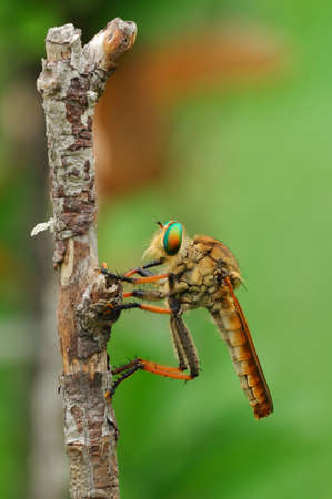 Closeup the insect on old branch
