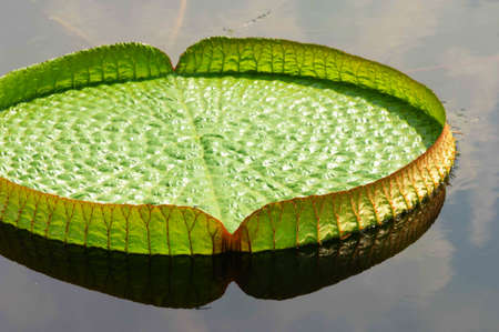 a big lotus leaf on waterの写真素材