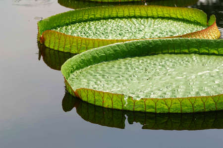 the big lotus leaf on waterの写真素材