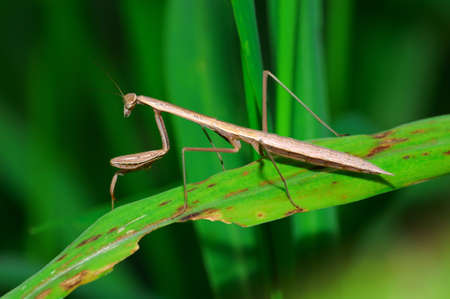 Brown preying mantis on green grass leaf.の写真素材
