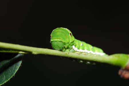 Swallowtail larva face, on branch in black background.