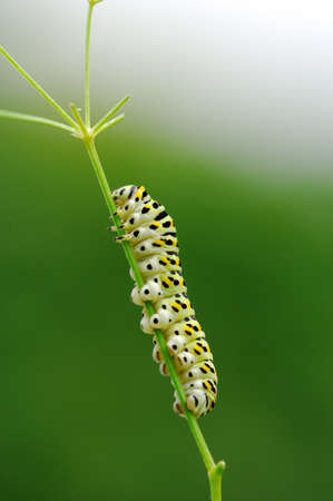 Bright caterpillar of Papilio on green backgroundの写真素材