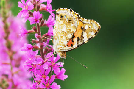 Close-up shooting of colorful butterfly on loosestrife flower.