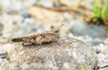 Grasshopper macro isolated stay on stoneの写真素材