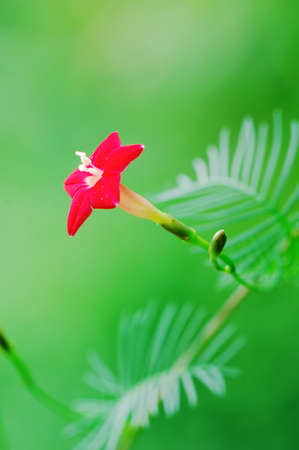 The closeup shoot of isolated red star flower on green background in garden.の写真素材