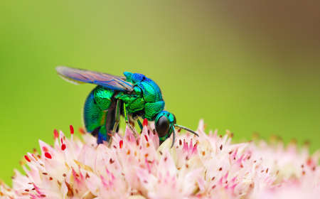 The close-up shooting of the small bee with metal luster on flowers. の写真素材