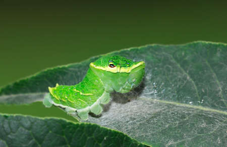 The papilio larva live on leaf in garden.の写真素材