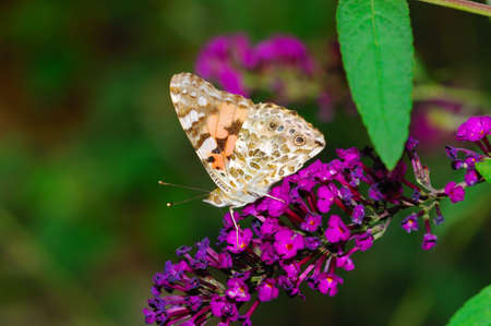 A butterfly on buddleia flower in park