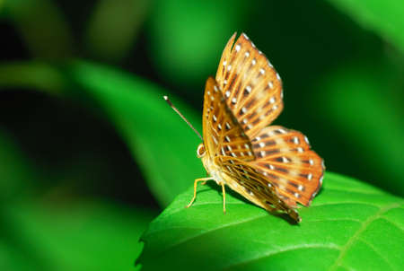 Single butterfly isolated on leaf in green backgroundの写真素材