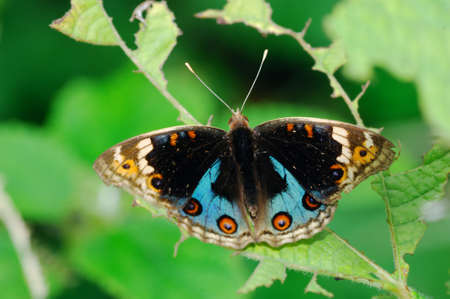 Single butterfly isolated on leaf in green backgroundの写真素材