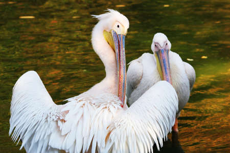 Two beautiful pelicans cleaning their feather .の写真素材