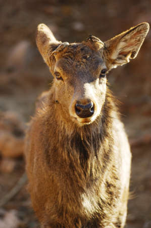 Portrait of a male deer in safari park.の写真素材