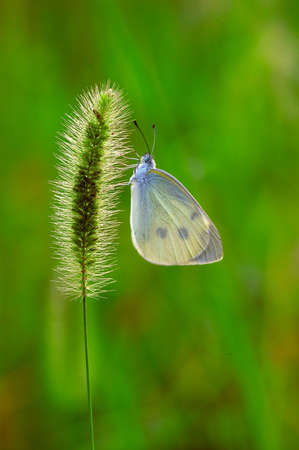 A butterfly parked in the grassの写真素材