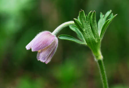 Purple pasque flowers with green background