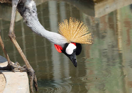 African crowned crane waterside feedingの写真素材