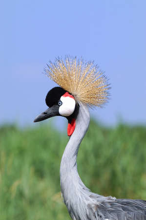 Close-up Shot of an African Crowned Crane Headの写真素材