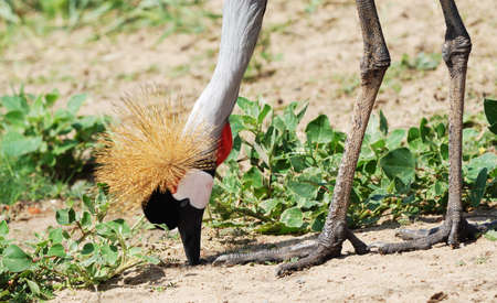 Closep Shot of an African Crowned Crane Headの写真素材