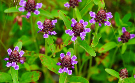 Macro shot of selfheal in Changbai mountain Chinaの写真素材
