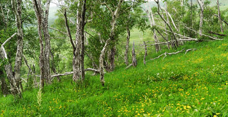 Spring hillside blooming yellow flowers,and some trees growth