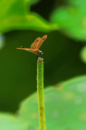 Dragonfly resting on a lotus branch by a pondの写真素材