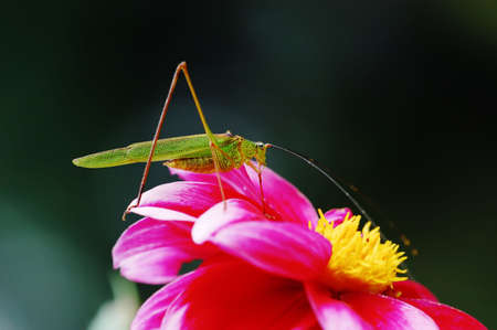A yellow katydid is staying on the flowerの写真素材