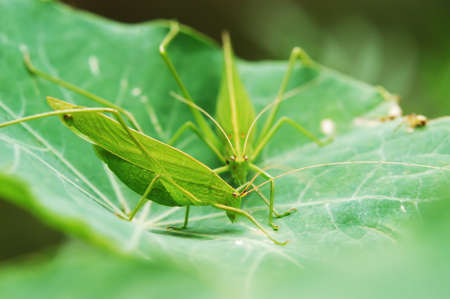 Two locust on the green leaves