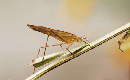 A yellow katydid is staying on the branchの写真素材