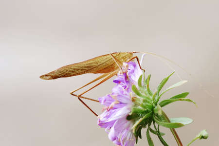 A yellow katydid is staying on the flowerの写真素材