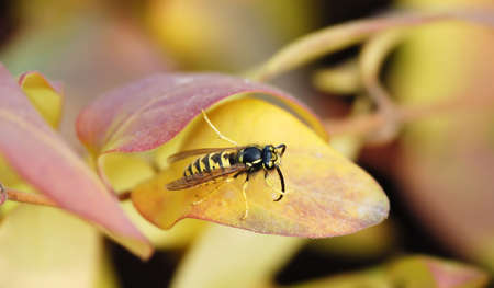 A wasp on yellow leaf in green backgroundの写真素材