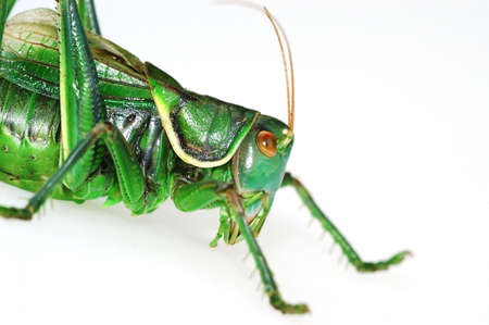 Closeup shoot of katydid's profile in the white backgroundの写真素材
