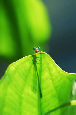 A small damselfly, behind of leaf, stretch out the head stealthily , surprise looking at present world.の写真素材