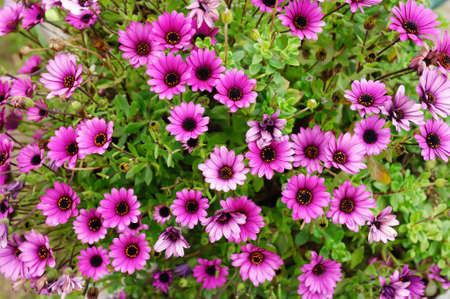 closeup shoot of pink chrysanthemumの写真素材