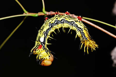 A moth larva on the branch
