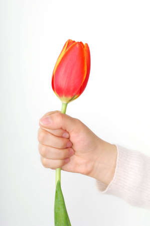 a girl's hand hold a tulip. の写真素材