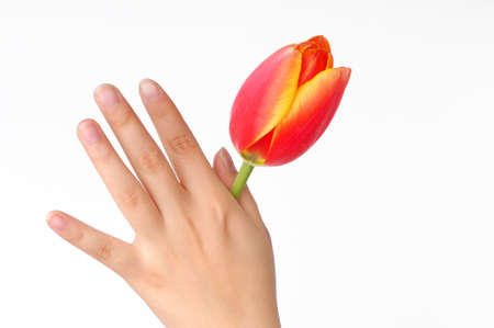a tulip on girl's hand. isolated on white.の写真素材