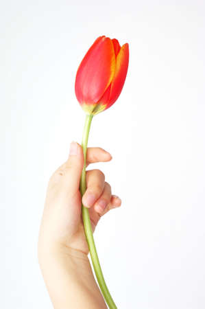 a girl's hand hold a tulip. の写真素材
