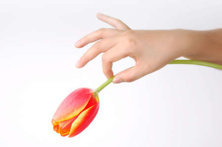 a tulip on girl's hand. isolated on white.の写真素材