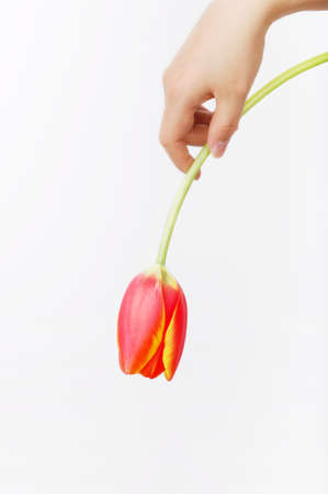 a tulip on girl's hand. isolated on white.の写真素材
