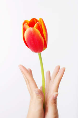 a tulip on girl's hand. isolated on white.の写真素材
