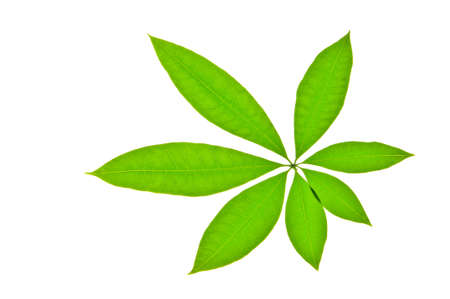 closeup shoot of green leaves isolated whiteの写真素材