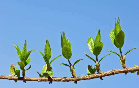 Blossoming buds and leave on branch. Spring.の写真素材