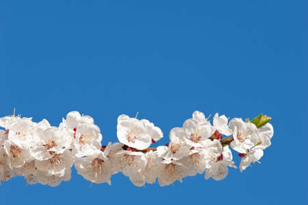 closeup of peach blossom branch on blue skyの写真素材
