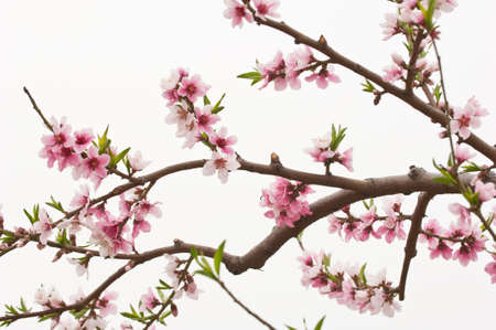 peach blossom on white backgroundの写真素材