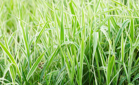 background of the green grass ,moderate DOF