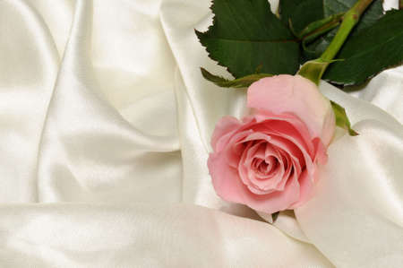 Pink rose on white satinの写真素材