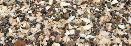 hundreds of sea shells corals and rocks lying on the sand